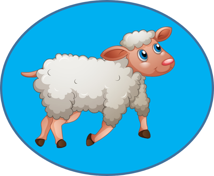 sheep